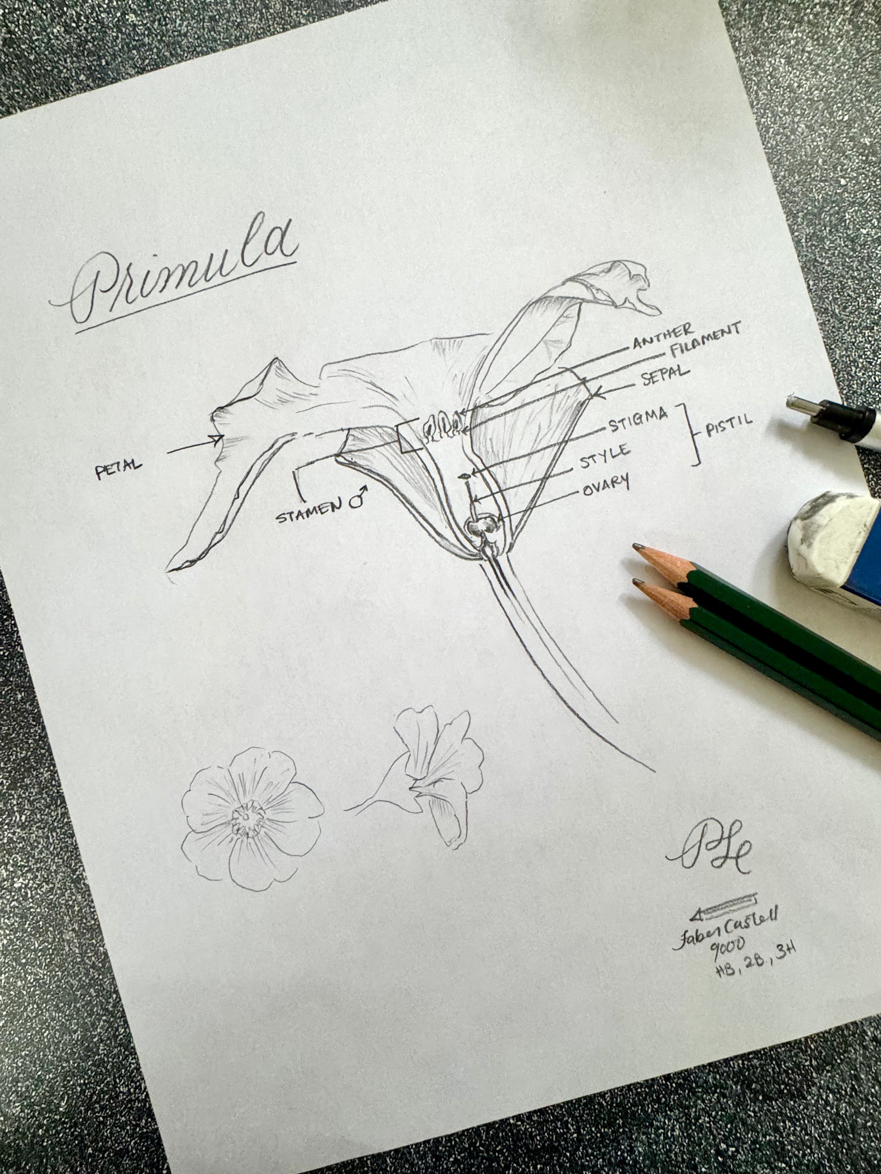 Hand-painted & Hand-drawn Flora & Fauna Custom Original Art (Unframed) - Dear Daughters Design