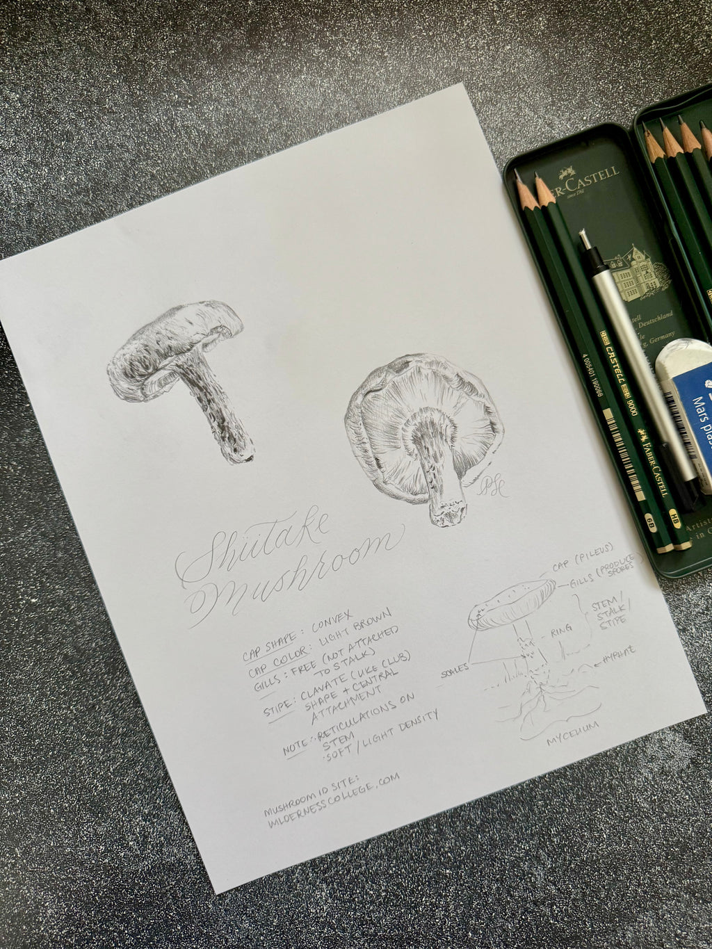 Hand-painted & Hand-drawn Flora & Fauna Custom Original Art (Unframed) - Dear Daughters Design