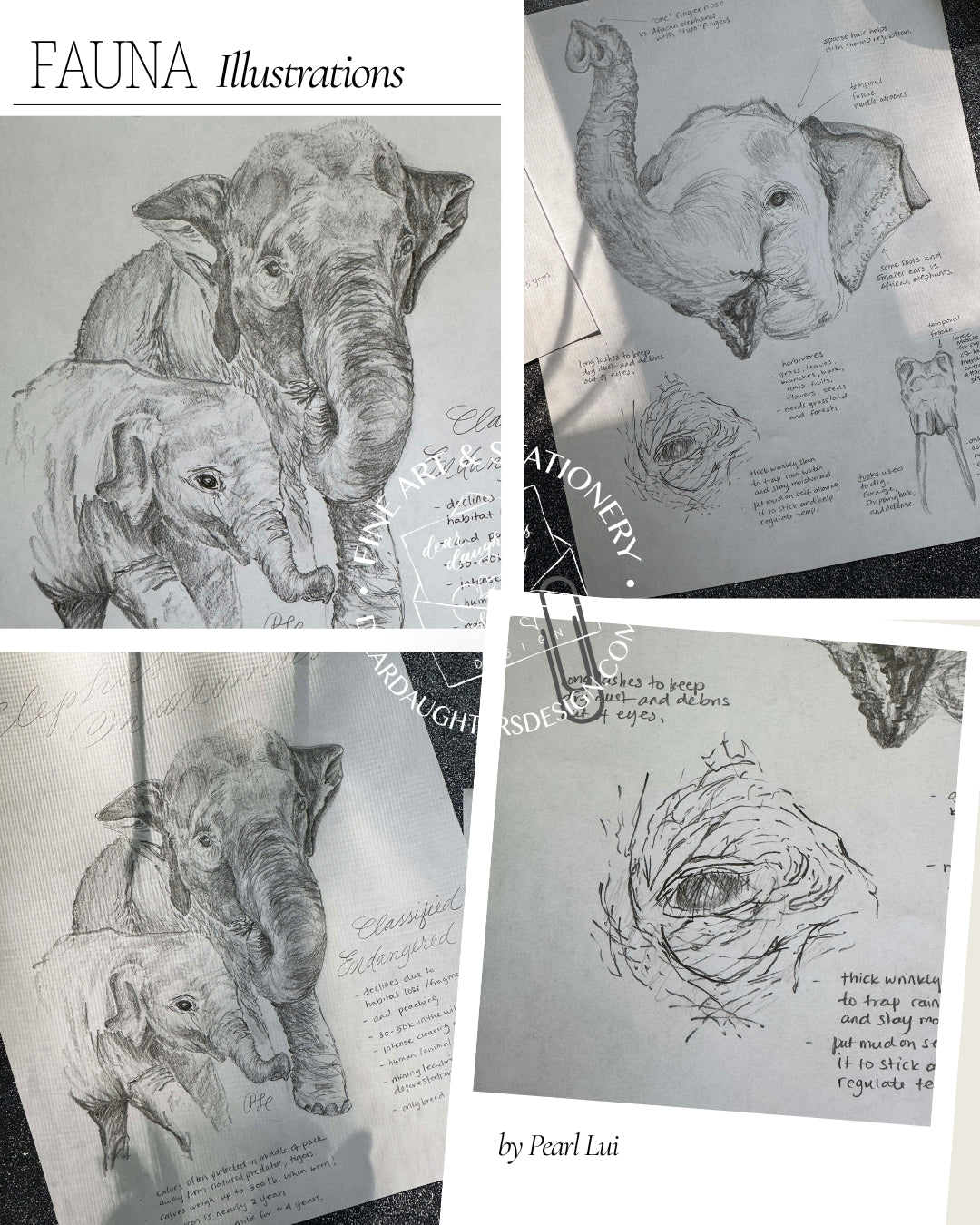 Scientific Illustration - Fauna - Asian Elephant - Graphite