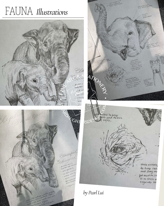 Scientific Illustration - Fauna - Asian Elephant - Graphite