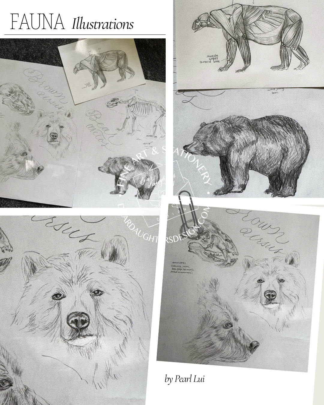Scientific Illustration - Fauna - Brown Bear - Graphite