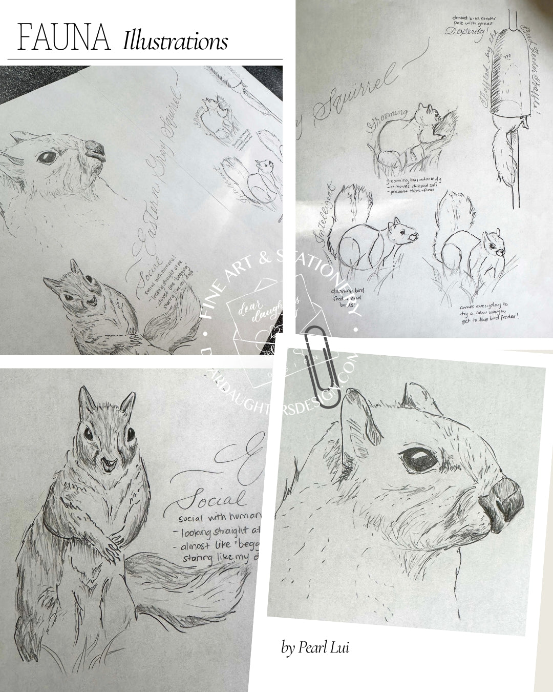 Scientific Illustration - Fauna - Eastern Gray Squirrel - Graphite