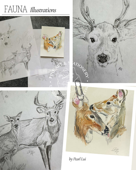 Scientific Illustration - Fauna - White-Tailed Deer - Graphite & Watercolor