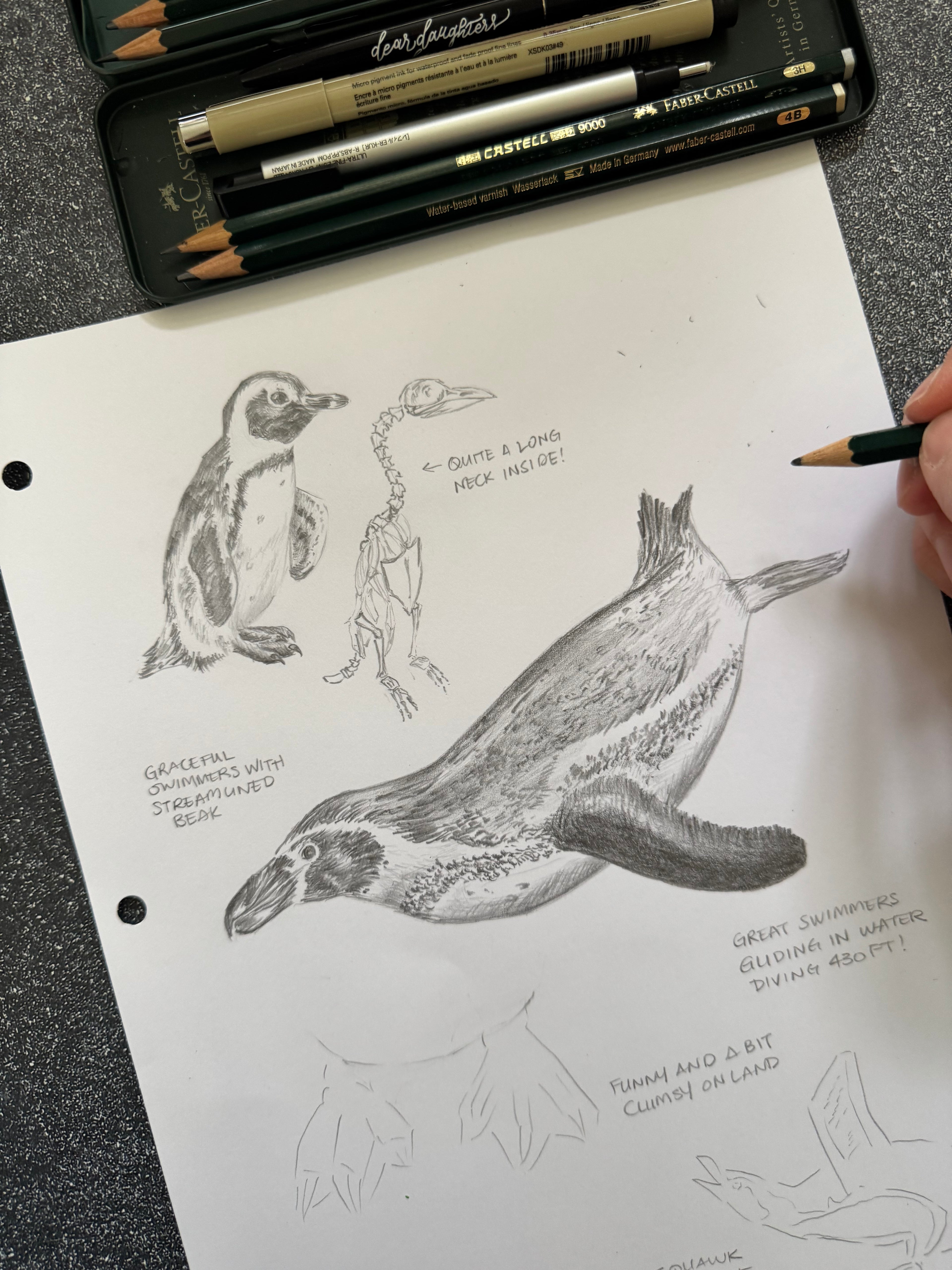 Custom Flora & Fauna Illustration - African Penguins 2-Page Composition in Watercolor & Graphite
