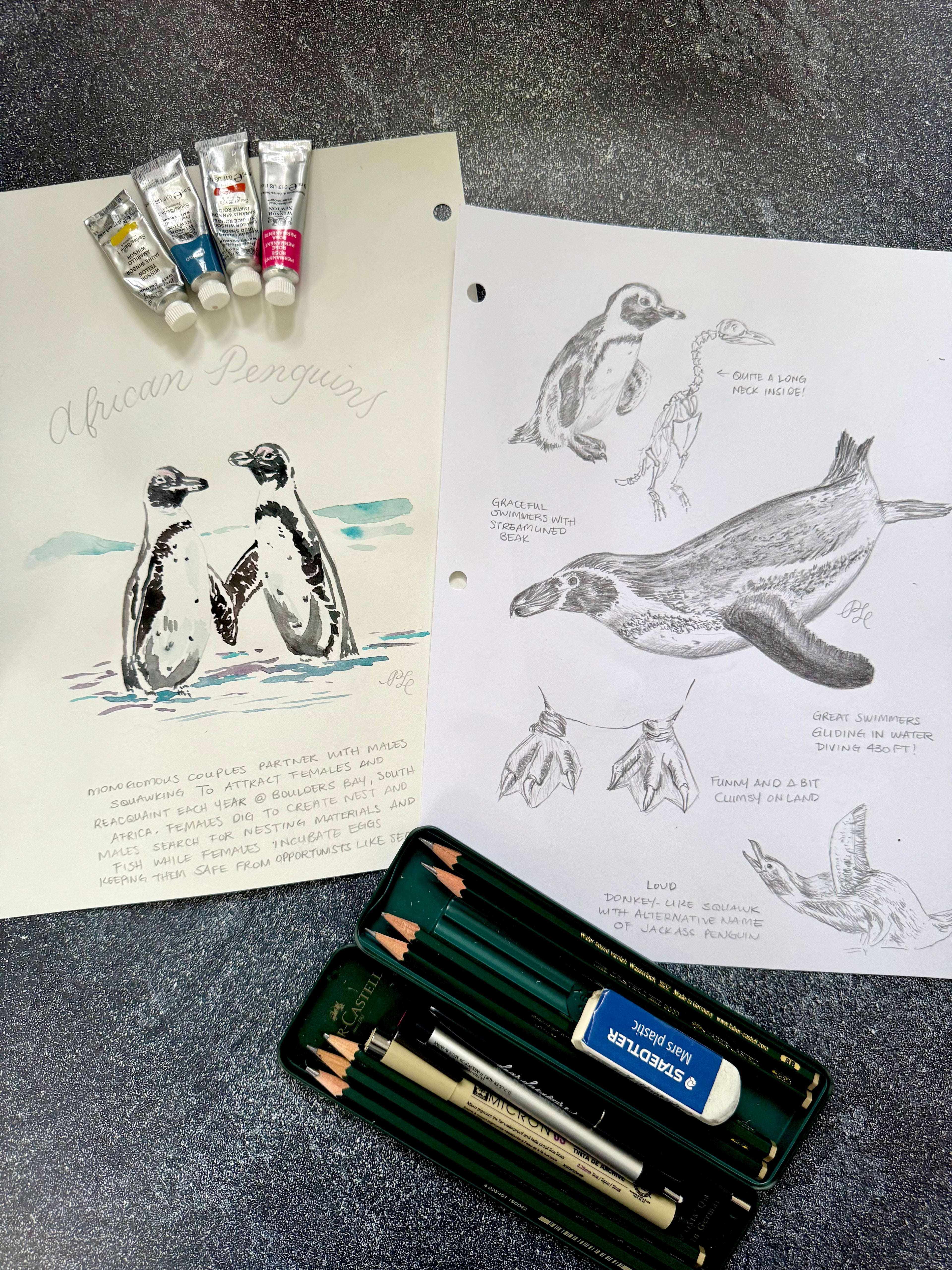 Custom Flora & Fauna Illustration - African Penguins 2-Page Composition in Watercolor & Graphite
