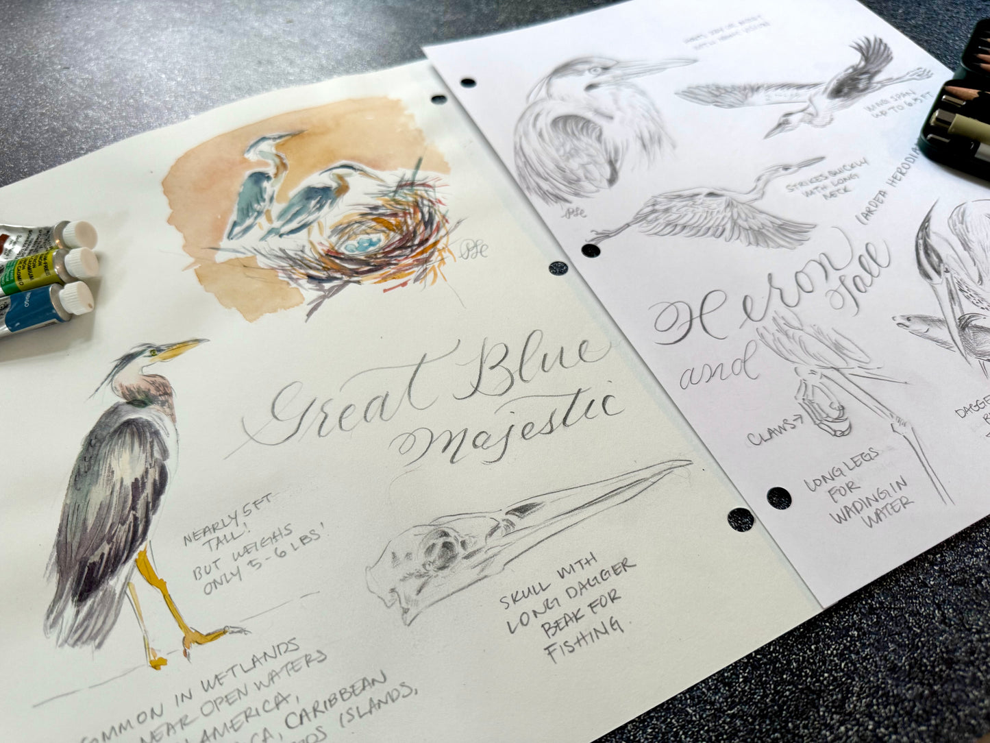 Custom Flora & Fauna Illustration - Great Blue Heron Watercolor & Graphite 2-Page Composition