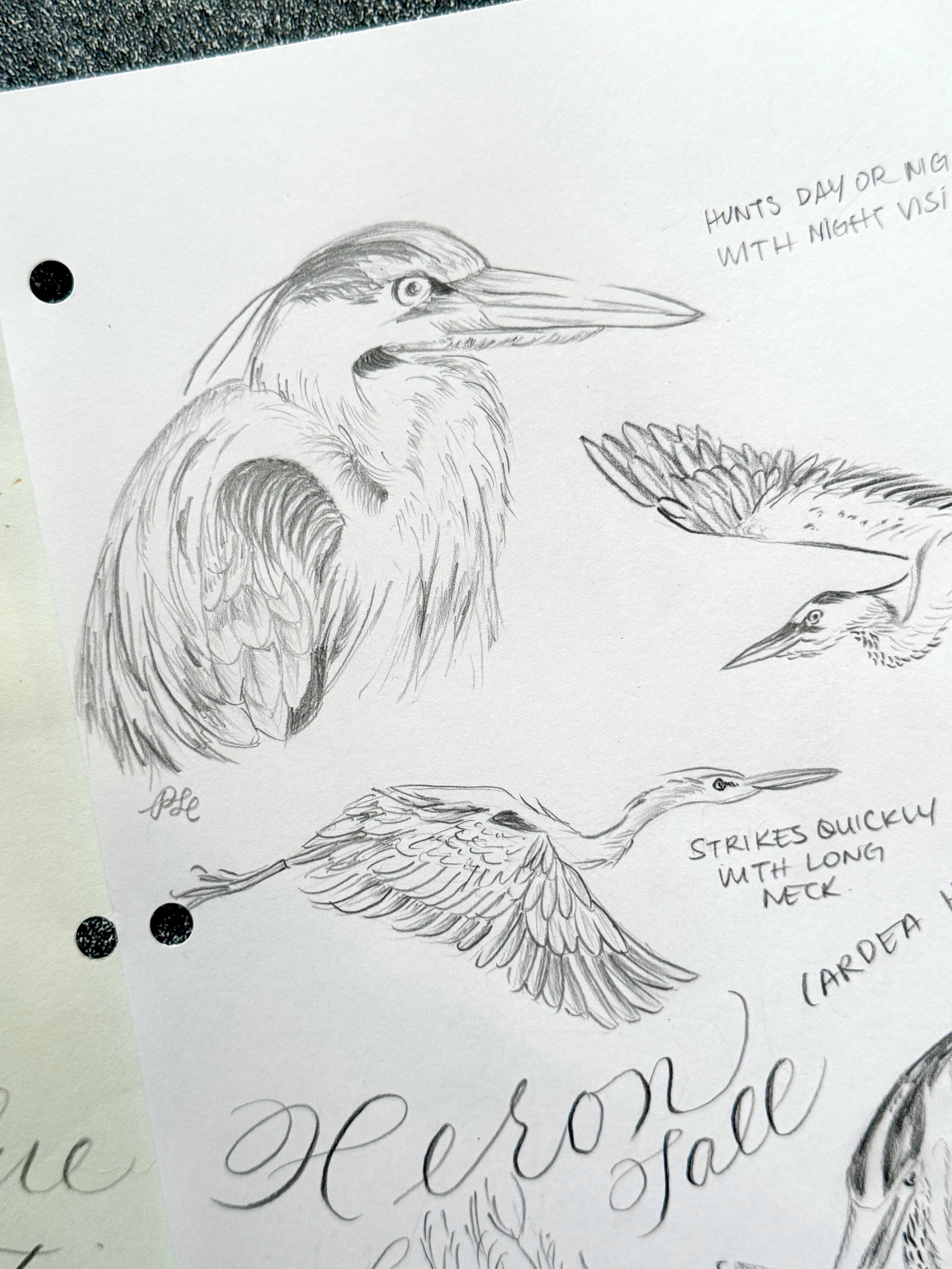 Custom Flora & Fauna Illustration - Great Blue Heron Watercolor & Graphite 2-Page Composition