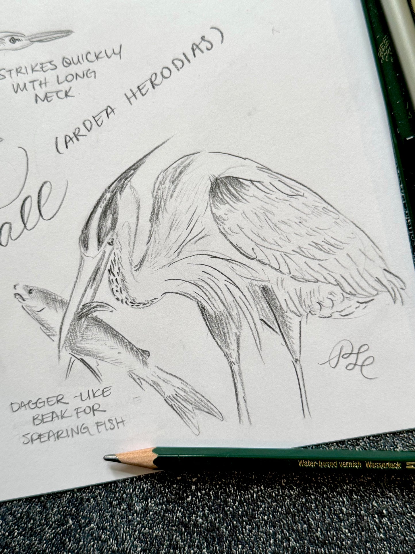 Custom Flora & Fauna Illustration - Great Blue Heron Watercolor & Graphite 2-Page Composition