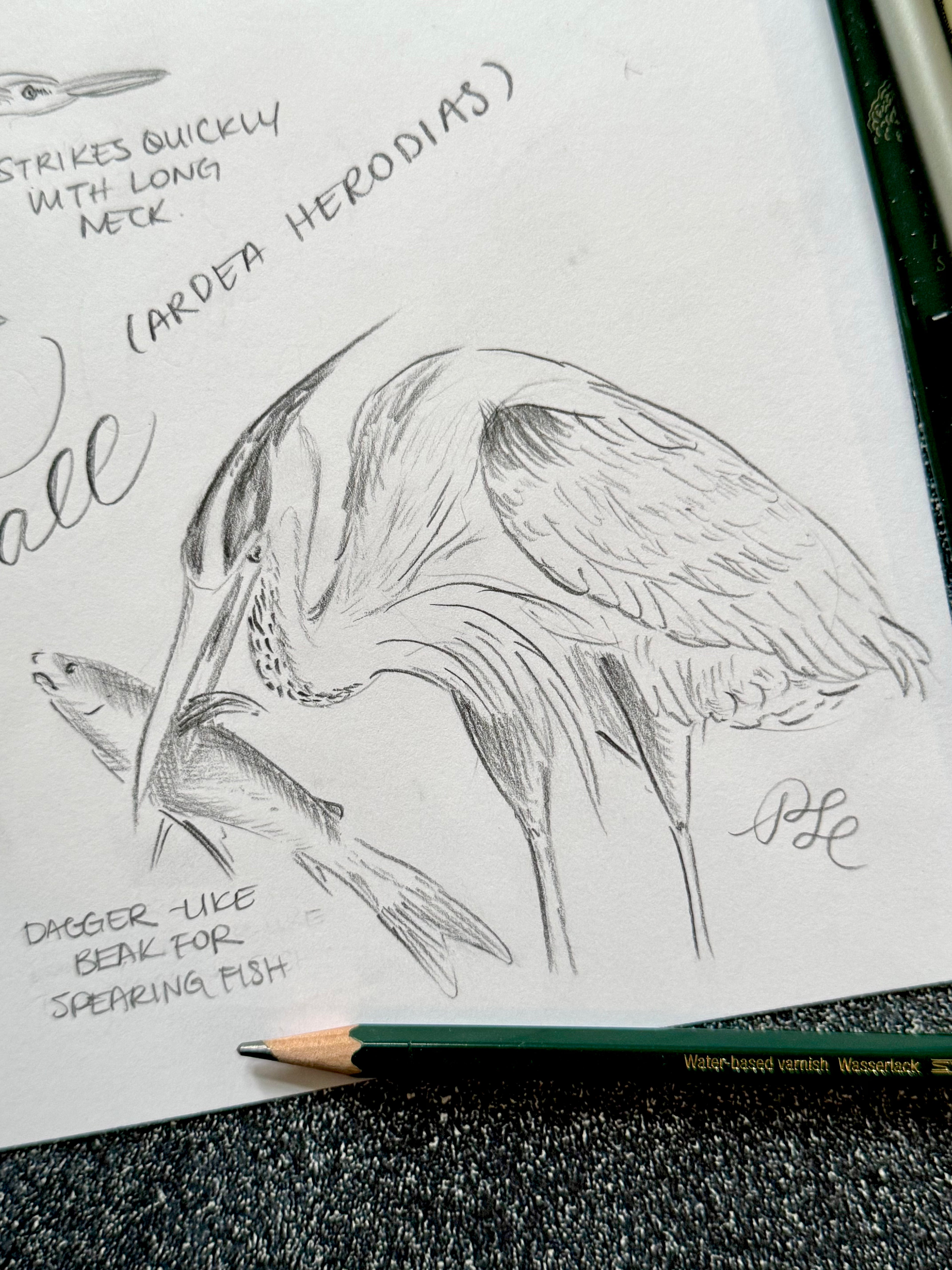Custom Flora & Fauna Illustration - Great Blue Heron Watercolor & Graphite 2-Page Composition