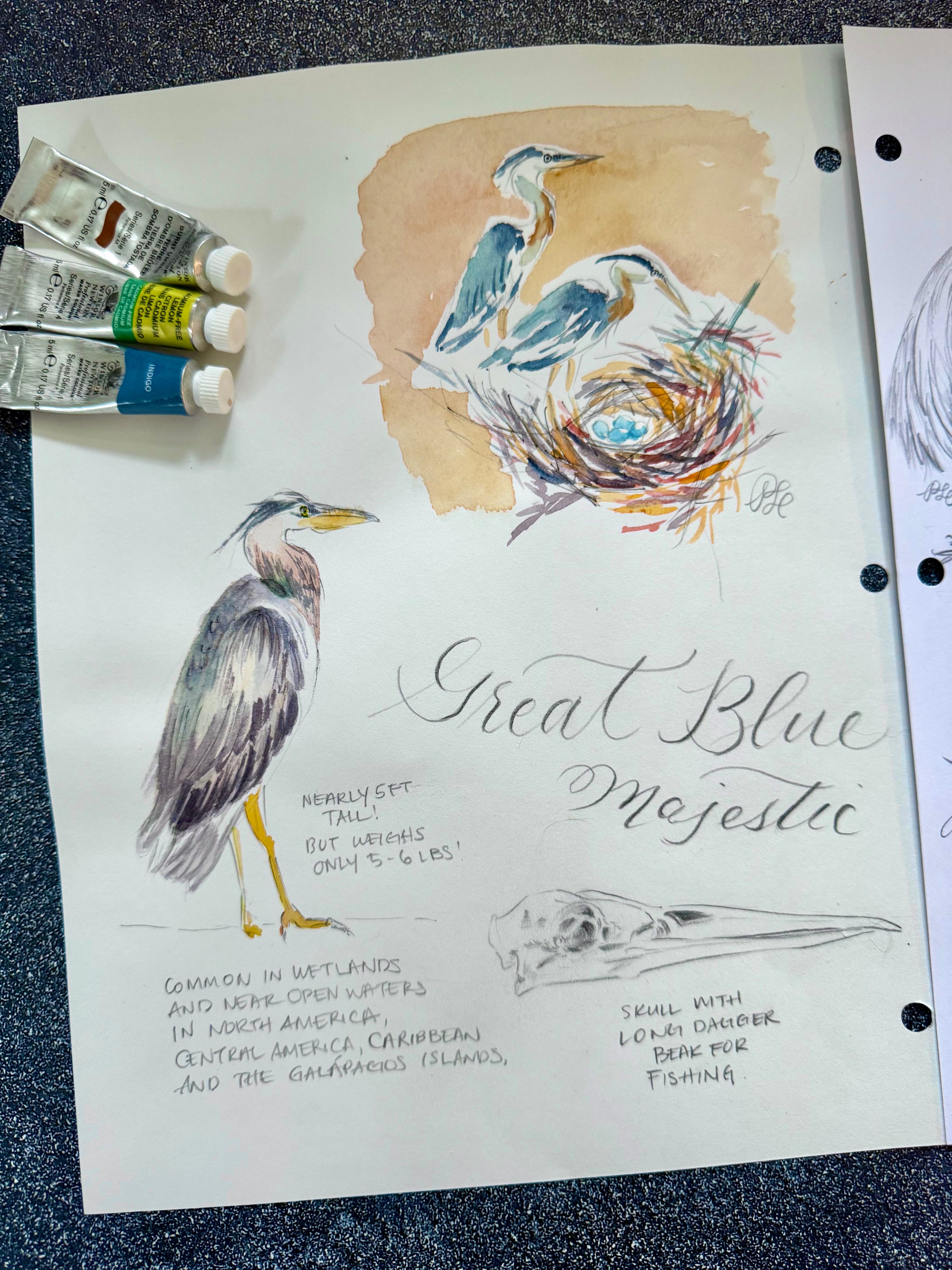 Custom Flora & Fauna Illustration - Great Blue Heron Watercolor & Graphite 2-Page Composition
