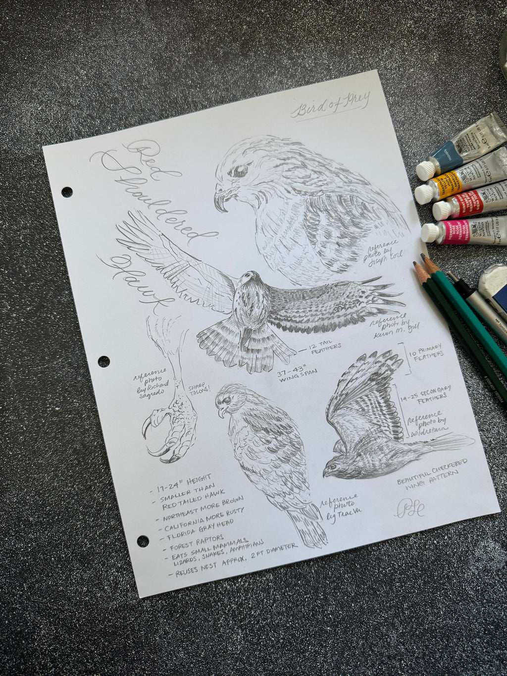 Custom Watercolor Illustration Commission: Watercolor & Graphite 2-Page Composition