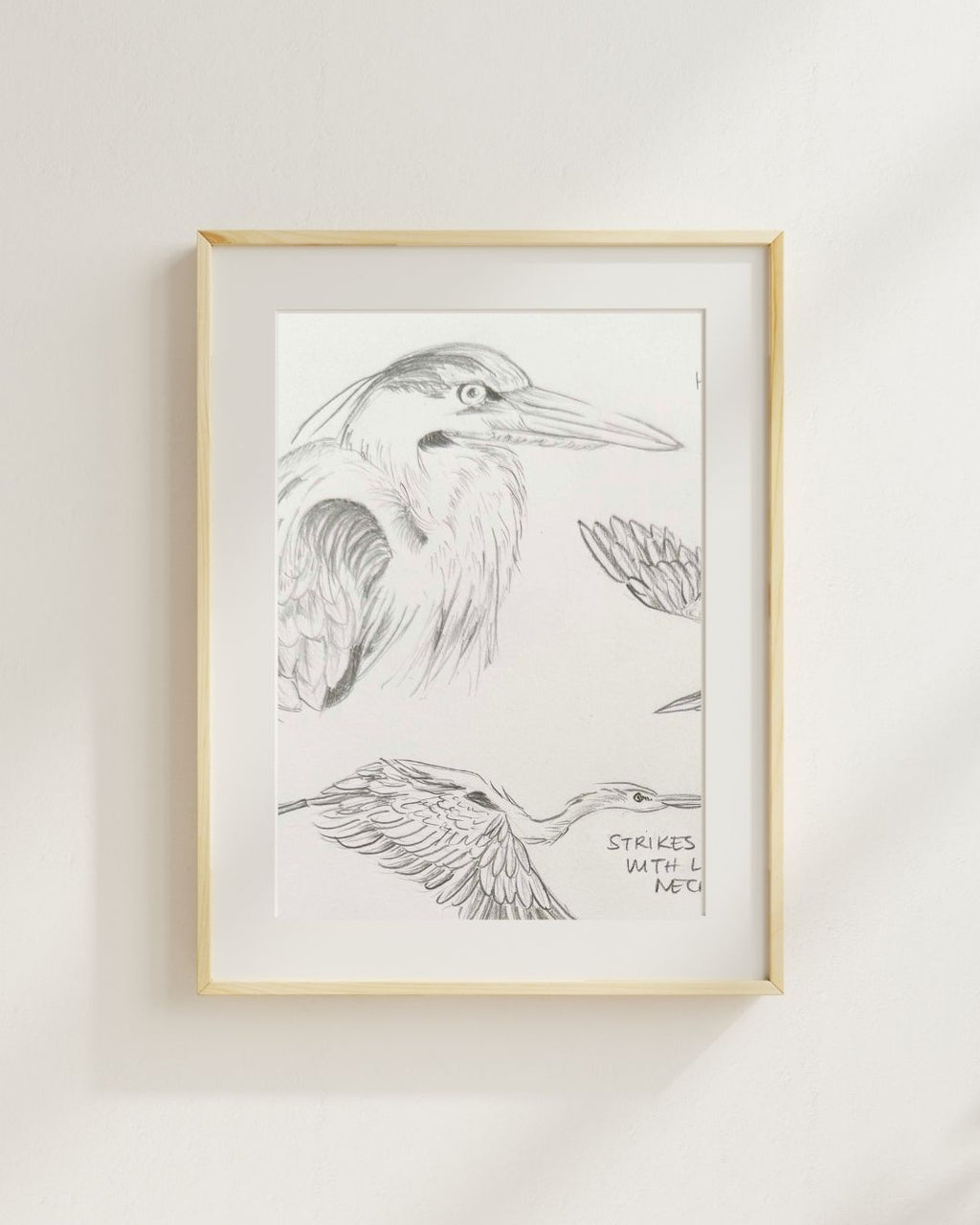 Custom Scientific Illustration - Ornithological Graphite Study - Great Blue Herons