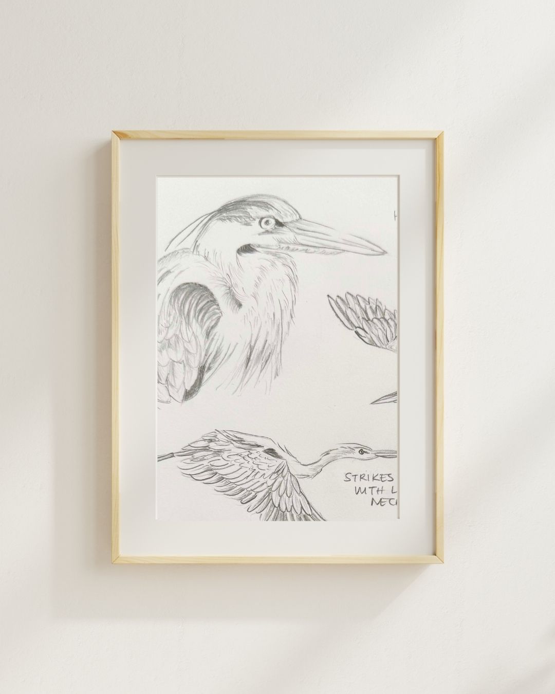 Custom Scientific Illustration - Ornithological Graphite Study - Great Blue Herons