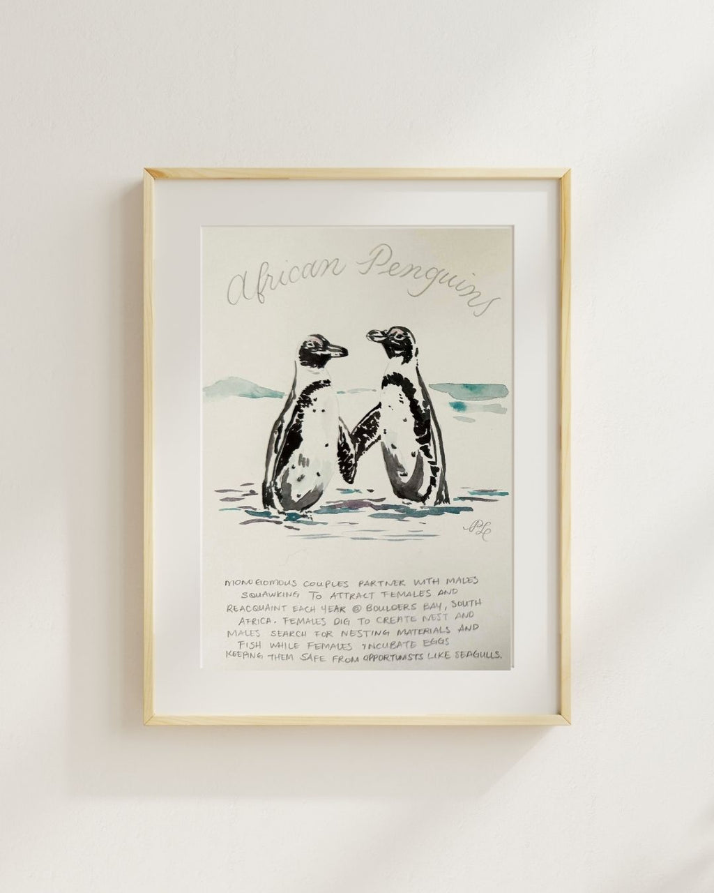 Custom Scientific Illustration - Ornithological Graphite Studies - African Penguins