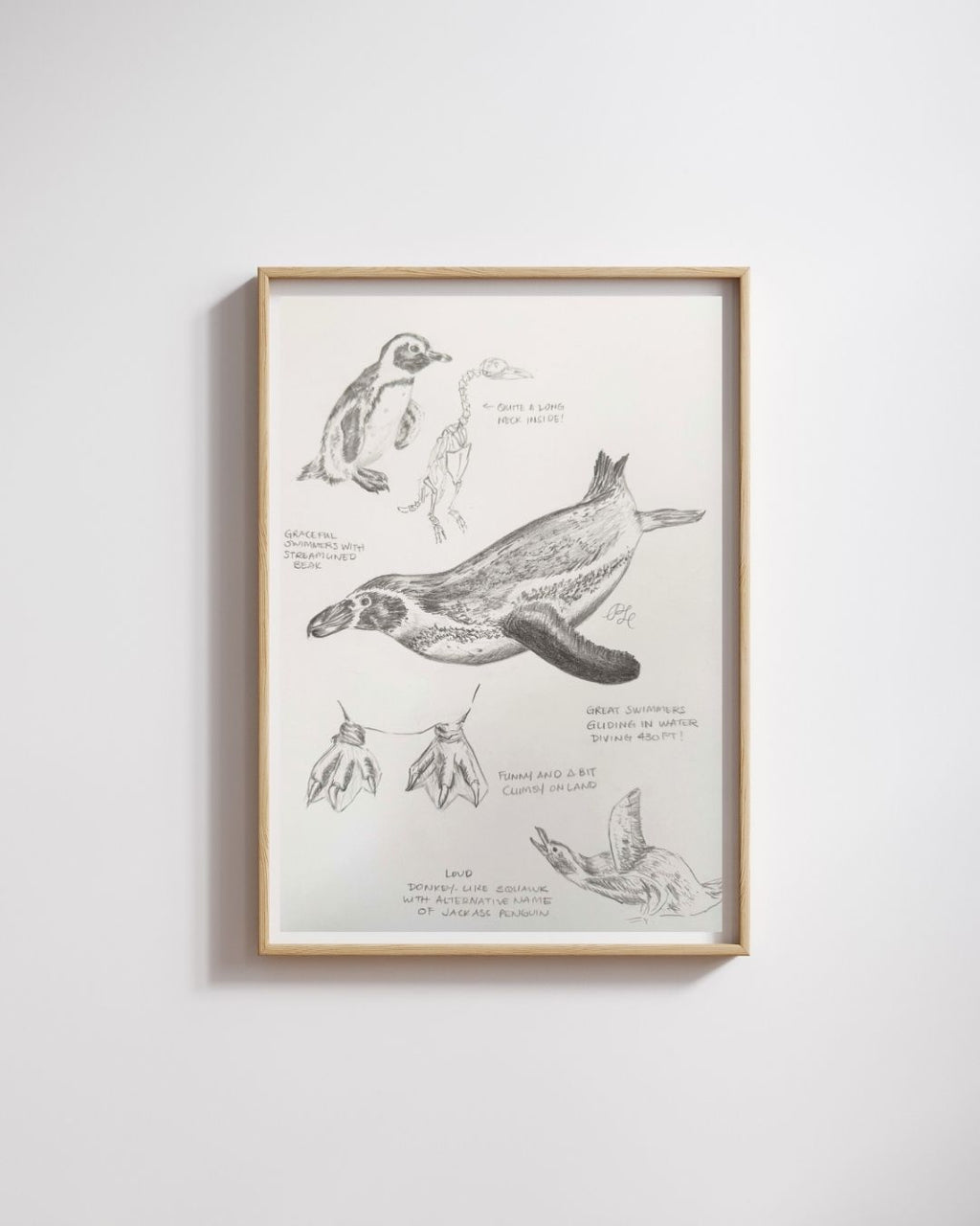 Custom Scientific Illustration - Ornithological Graphite Studies - African Penguins