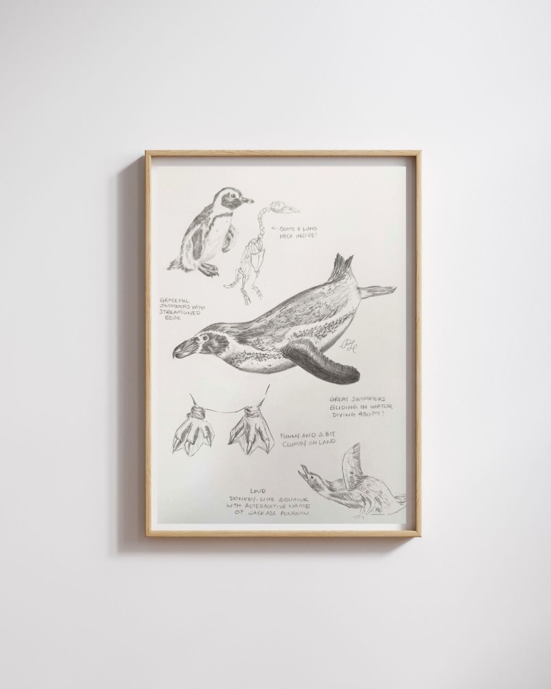 Custom Scientific Illustration - Ornithological Graphite Studies - African Penguins