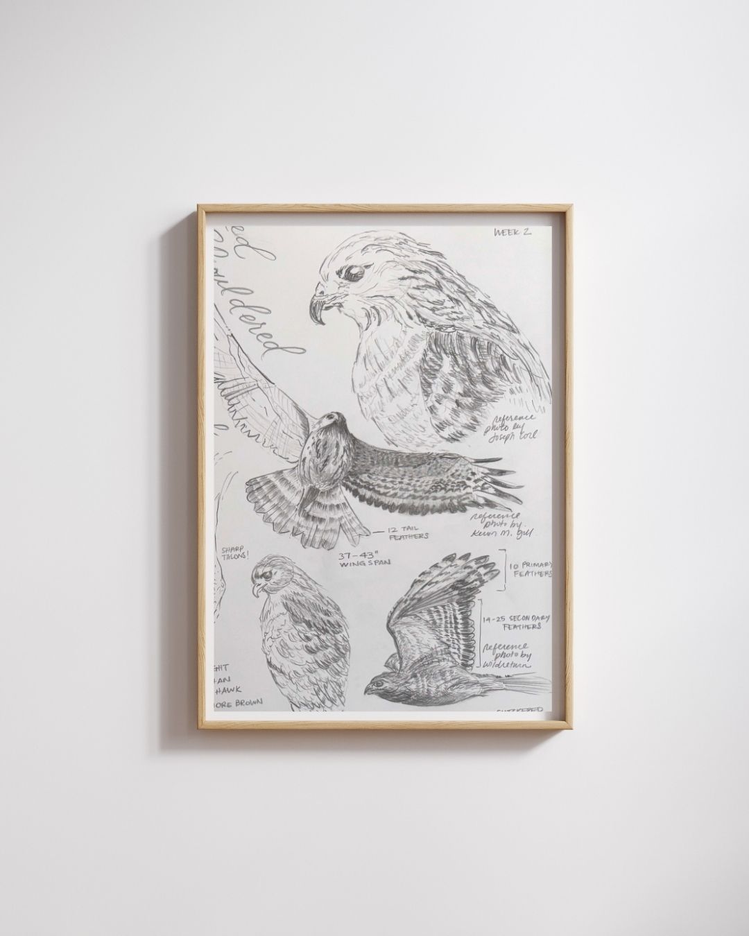 Custom Scientific Illustration - Ornithological Graphite Studies - Red-Tailed Hawk